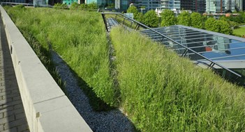 Green Roofs & Solar