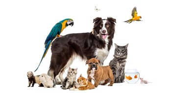 ‘Pandemic Pets’ in Multifamily Communities Group of pets posing around a border collie; dog, cat, ferret, rabbit, bird, fish, rodent