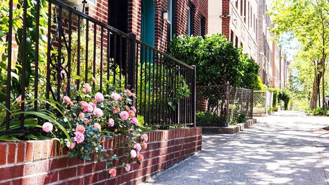 A beautiful pink rose bush in a garden during spring along an empty residential sidewalk in Sunnyside Queens New York