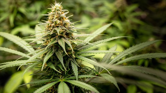 Close-up of a cannabis flower grown for medicinal.