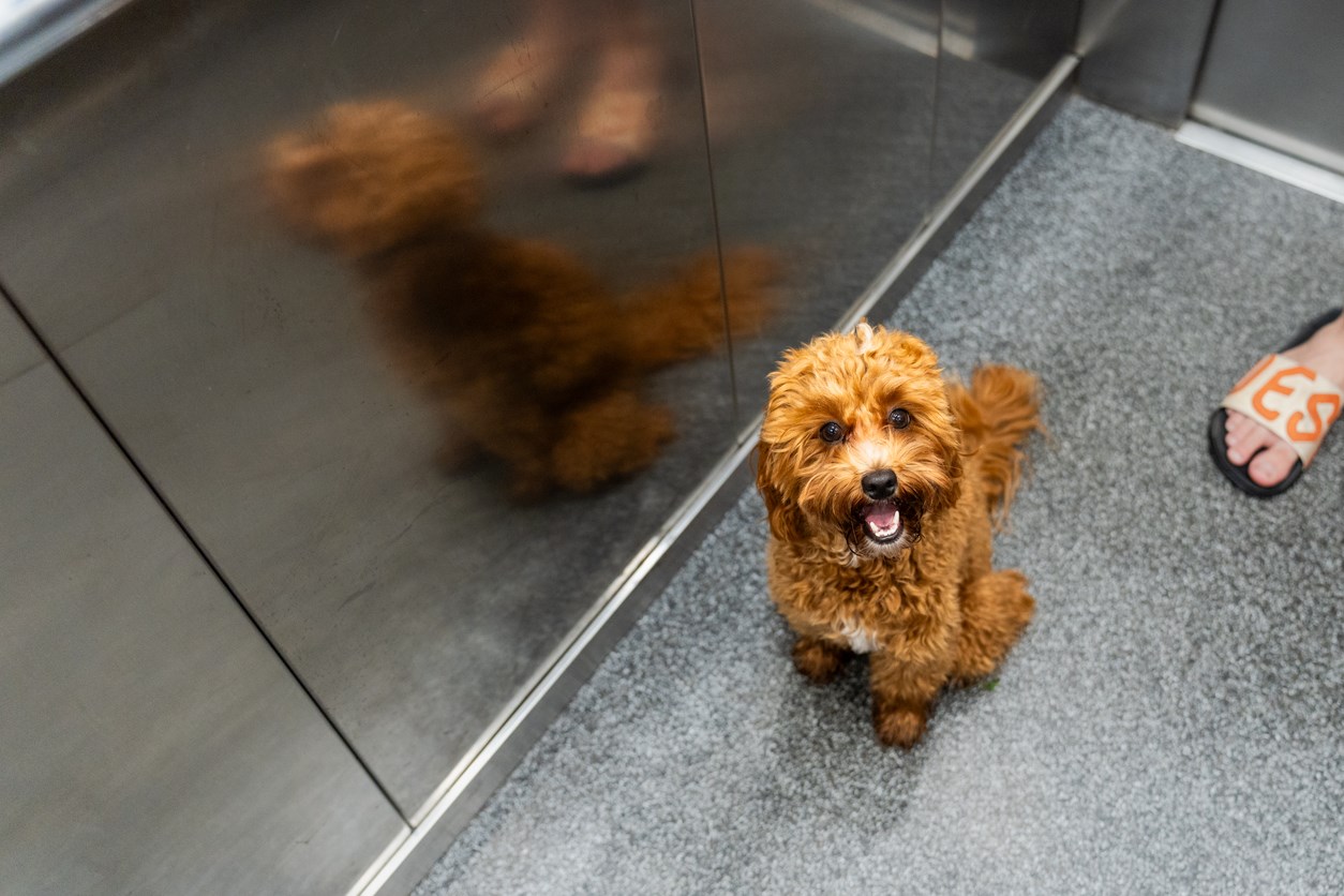 Fluffy brown dog sits on the floor near an elevator door, looking up with curiosity and excitement, reflecting in the shiny surface below.