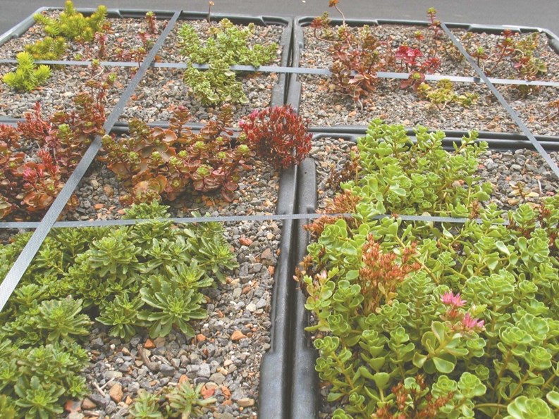 A Look at Green Roofs