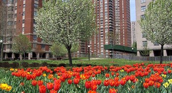 A Look at the South Bronx