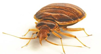 Handling Bedbugs Effectively