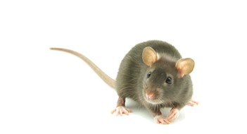 Don’t Let the Bedbugs—or Other Critters—Bite! Don’t Let the Bedbugs—or Other Critters—Bite!