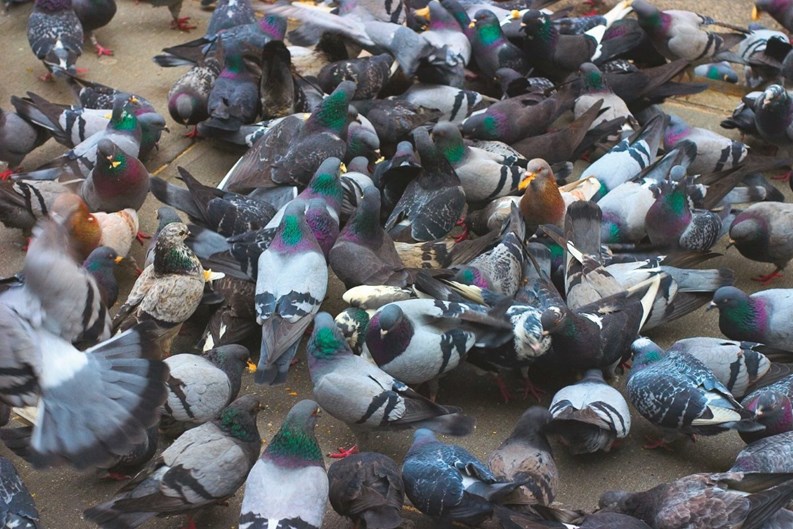 sesame street bert pigeon