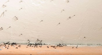 Preventing and Eliminating Pests