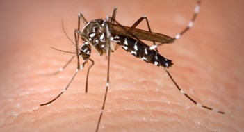 Mosquito Control in the Wake of Zika
