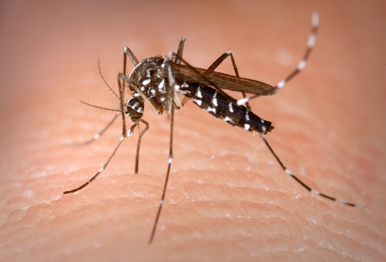 Mosquito Control in the Wake of Zika