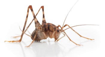 The Camel Cricket: A Friend to Basements and a Pest to Homeowners