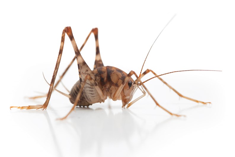 The Camel Cricket: A Friend to Basements and a Pest to Homeowners