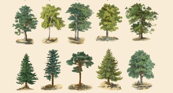 Caring For Trees