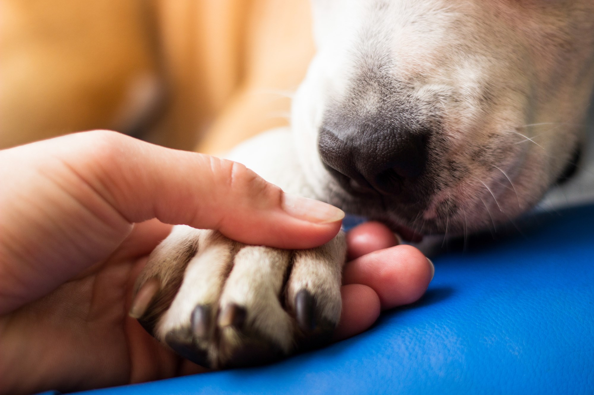 Penn state best sale emotional support animal