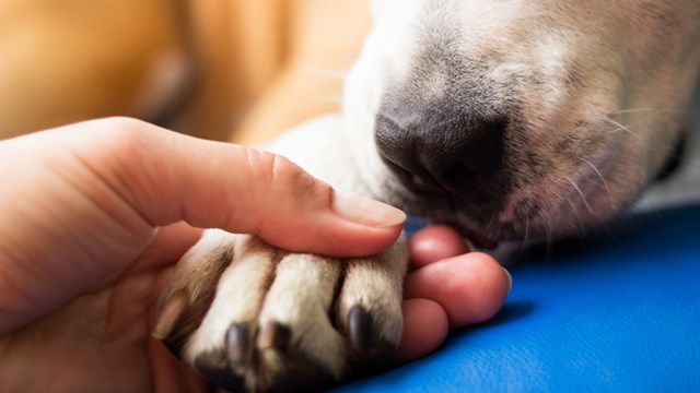 When Calling a Pet an ‘Emotional Support Animal’ Crosses the Line