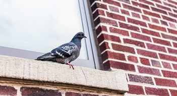 The Bird Is the Word The Bird Is the Word