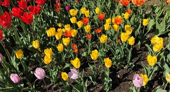 Brooklyn Botanic Garden Launches Exhibit in Response to Towers Project Brooklyn Botanic Garden Launches Exhibit in Response to Towers Project